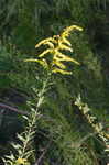 Goldenrod